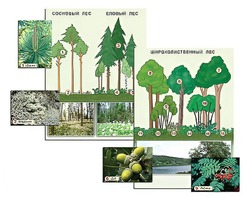 Гербарий фотографический "Растительные сообщества. Лес" (раздаточный) - fgospostavki.ru - Красный Сулин