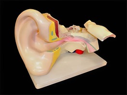 Модель уха - fgospostavki.ru - Красный Сулин