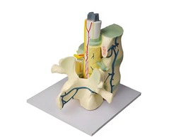 Модель части позвоночника человека - fgospostavki.ru - Красный Сулин