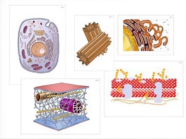 Модель-аппликация "Строение клетки" (ламинированная) - fgospostavki.ru - Красный Сулин