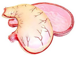 Модель желудка в разрезе - fgospostavki.ru - Красный Сулин
