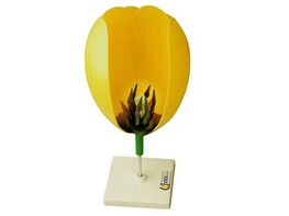 Модель цветка тюльпана - fgospostavki.ru - Красный Сулин