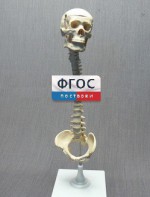 Модель "Позвоночник с черепом и тазом" - fgospostavki.ru - Красный Сулин