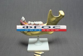 Модель "Челюсть разборная" - fgospostavki.ru - Красный Сулин