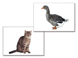 Дидактическое пособие "Домашние животные" (24 карточки) - fgospostavki.ru - Красный Сулин