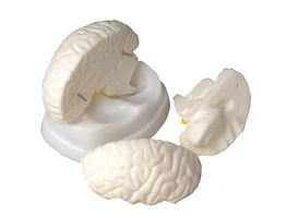 Модель мозга в разрезе - fgospostavki.ru - Красный Сулин