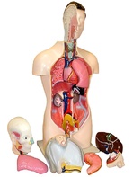 Торс человека разборный (42 см.) - fgospostavki.ru - Красный Сулин