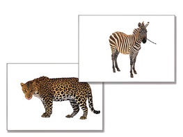 Дидактическое пособие "Дикие животные" - fgospostavki.ru - Красный Сулин