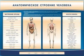 Электрифицированный стенд-тренажер c макетом скелета "Анатомическое строение человека" - fgospostavki.ru - Красный Сулин