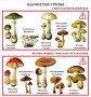Комплект кодотранспарантов "Грибы" - fgospostavki.ru - Красный Сулин